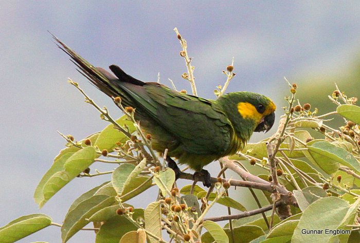 Yellow-eared Parrot. Gunnar Engblom